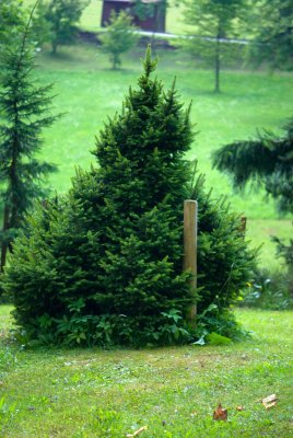 Picea glauca 'Albertiana' - smrk sivý (114) - celek